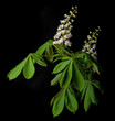 chestnut tree flower - isolated on black