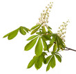 chestnut tree flower - isolated