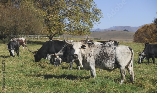 Photo: NGUNI cattle. A breed of hardy indigenous african cattle NGUNI cattle. A breed of hardy indigenous african cattle