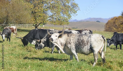 Photo: NGUNI cattle. A breed of hardy indigenous african cattle NGUNI cattle. A breed of hardy indigenous african cattle