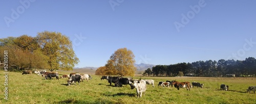 Photo: NGUNI cattle. A breed of hardy indigenous african cattle NGUNI cattle. A breed of hardy indigenous african cattle