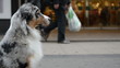 Close-up of an Australian shepherd sitting in a crowded street