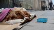 Homeless dog begging in crowded street
