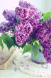 Beautiful Lilac Flowers In Gre...