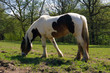 Hongre type Welsh cob.
