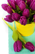 Foto: spring tulips spring tulips
