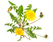 Foto: Löwenzahn (Taraxacum officinale) von oben auf weißem Hintergru Löwenzahn (Taraxacum officinale) von oben auf weißem Hintergru