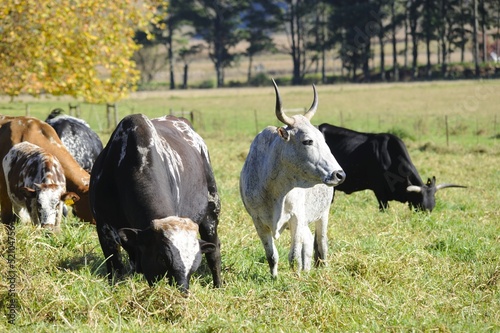 Photo: NGUNI cattle. A breed of hardy indigenous african cattle NGUNI cattle. A breed of hardy indigenous african cattle