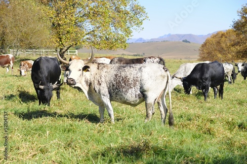 Photo: NGUNI cattle. A breed of hardy indigenous african cattle NGUNI cattle. A breed of hardy indigenous african cattle