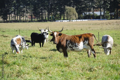 Photo: NGUNI cattle. A breed of hardy indigenous african cattle NGUNI cattle. A breed of hardy indigenous african cattle