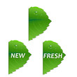 Green Leaf Set