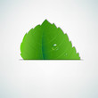 Green Leaf With Divide