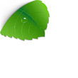 Green Leaf