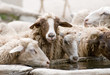 sheep at the fountain