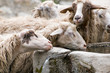 sheep at the fountain