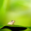 Frog stand on the green leaf