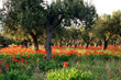 Albero di ulivo e papaveri
