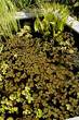Pond in a lush garden