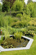 Pond in a lush garden