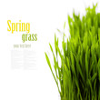 grass