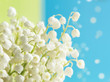 Lily of the valley