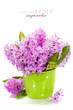 Beautiful Hyacinths