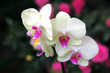 orchid