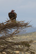 Photo: VULTURES VULTURES
