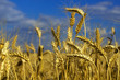 Wheat field