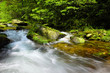 waterfall in the Forest
