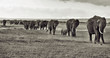 Photo: elephants in a herd elephants in a herd