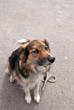Obedience ! Dog sitting waiting