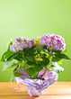 Bauernhortensie in Geschenkpapier