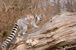 Foto: Young Ring-tailed lemur on the back of it's mother Young Ring-tailed lemur on the back of it's mother