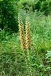 Digitale bruna, Digitalis ferruginea