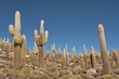 Giant cactus forest in salt desert Uyuni, Bolivia.