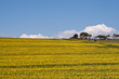 Field of Oilseed rape