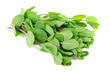 Photo: Fresh Green Mint Herb Isolated on White Background Fresh Green Mint Herb Isolated on White Background