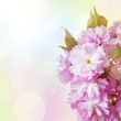 pink sakura flowers close up and light bokeh