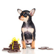 adorable little puppy with pieces of chocolate
