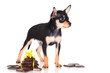 small black puppy with chocolate