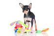 small black puppy with toys