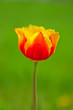 Frühlings Tulpen im Garten. 