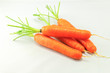 Carrot