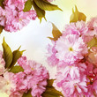 pink sakura flowers close up and light bokeh