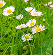 Weiße Margeriten.