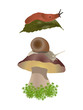 Vector: Slug and snail Slug and snail