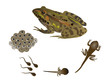 Vector: Life cycle of the frog Life cycle of the frog