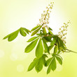 chestnut tree flower - isolated