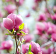 Pink magnolia